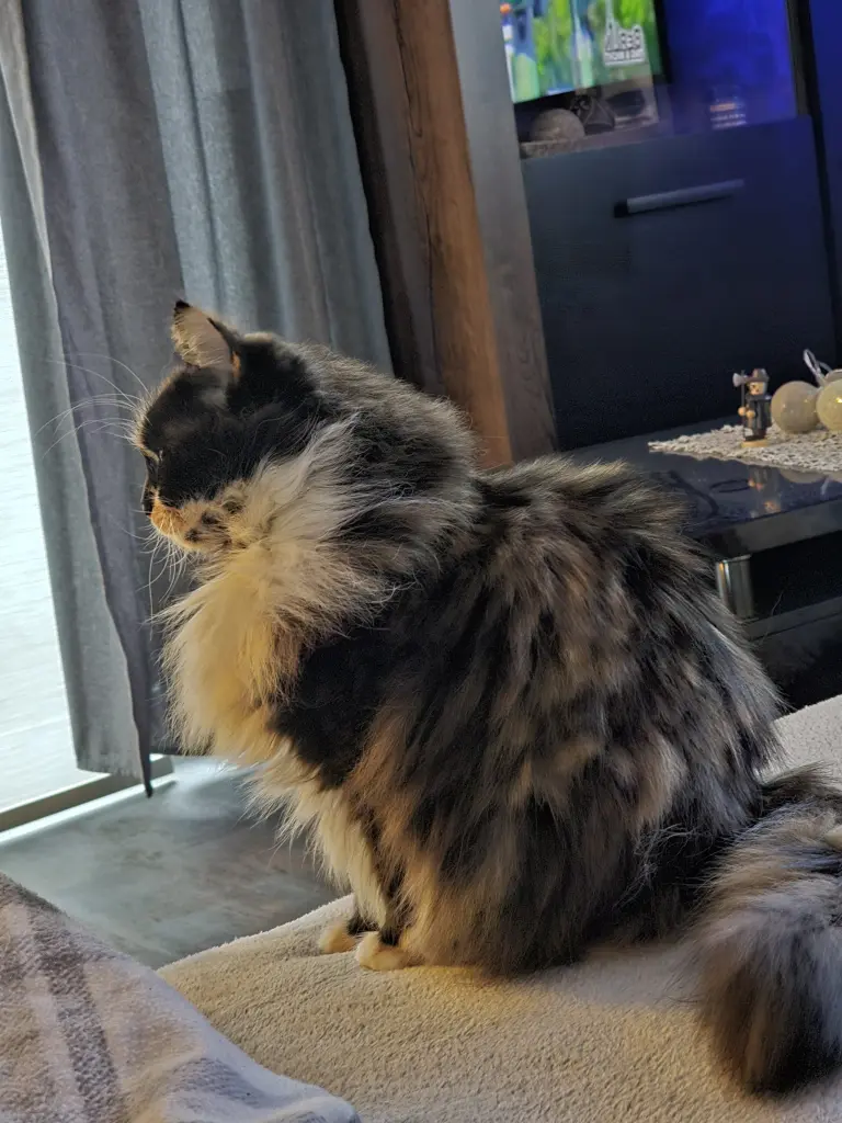 Bild von Mausi
