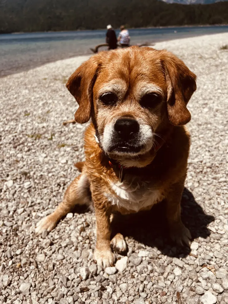 Condolence image of Edith+Björn und Puggle Lucy im ❤️ ❤️