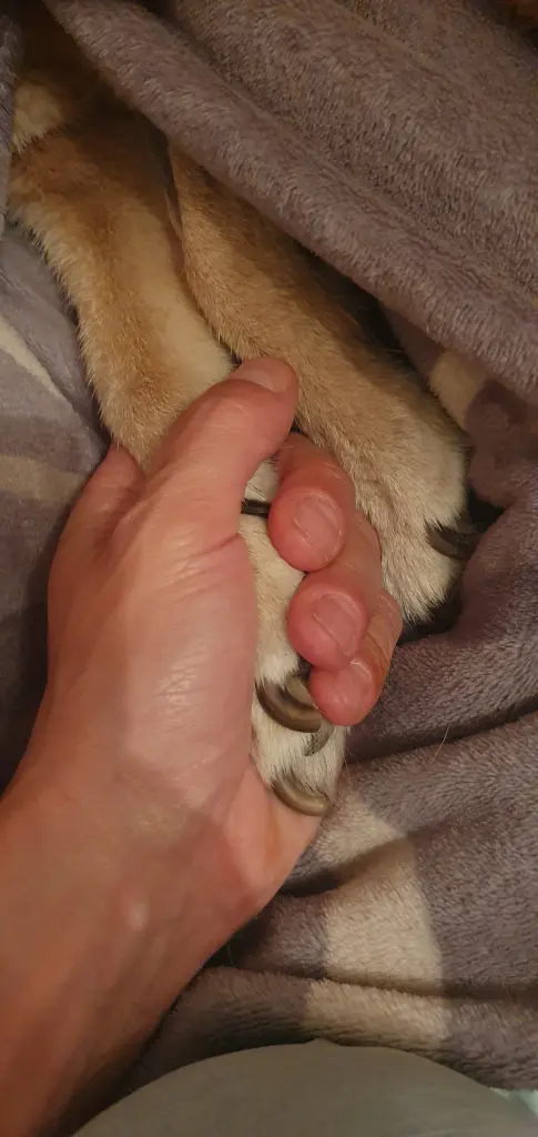 Liebe