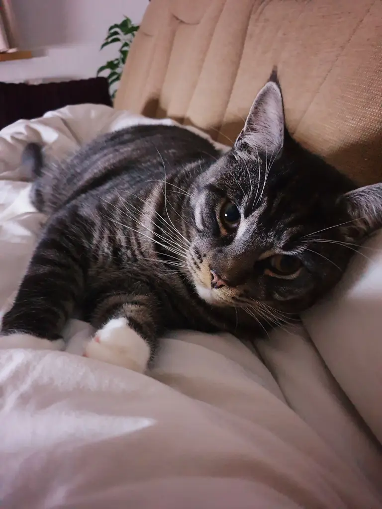 Kuschelmonster