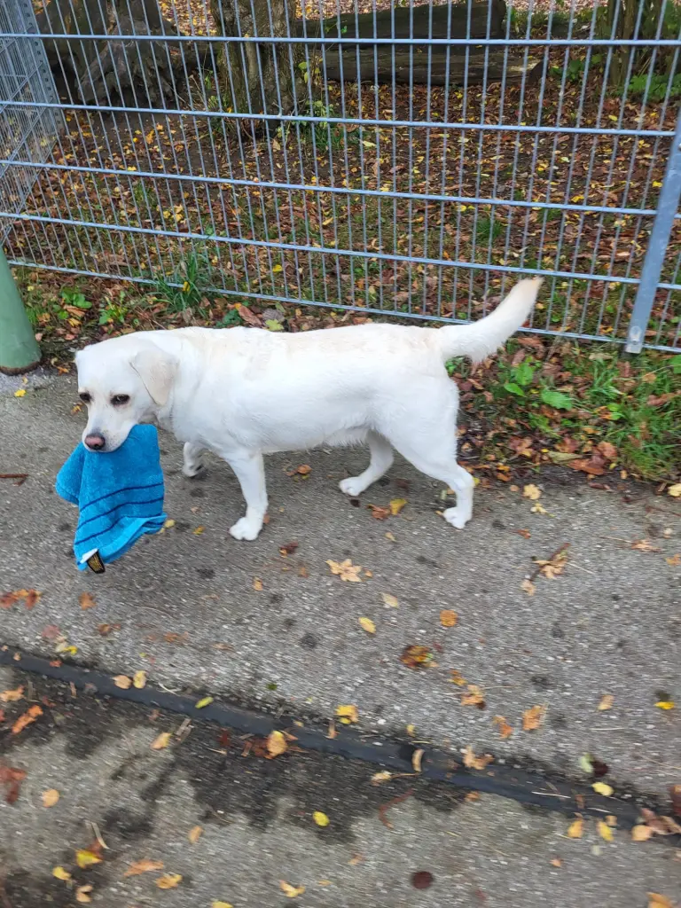 Bild von Josie