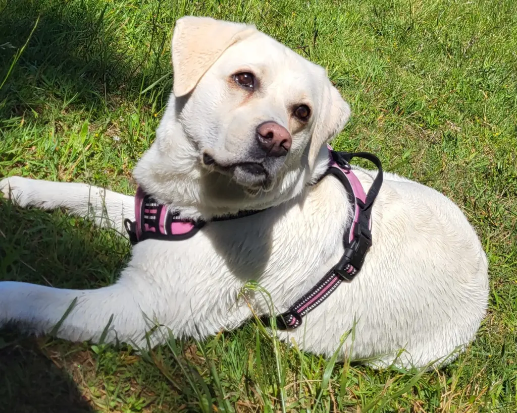 Bild von Josie