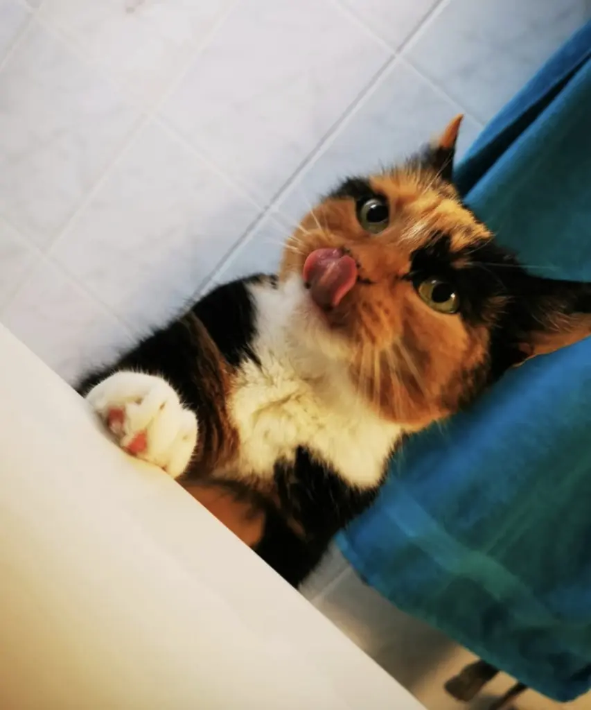 Image from Tipsy