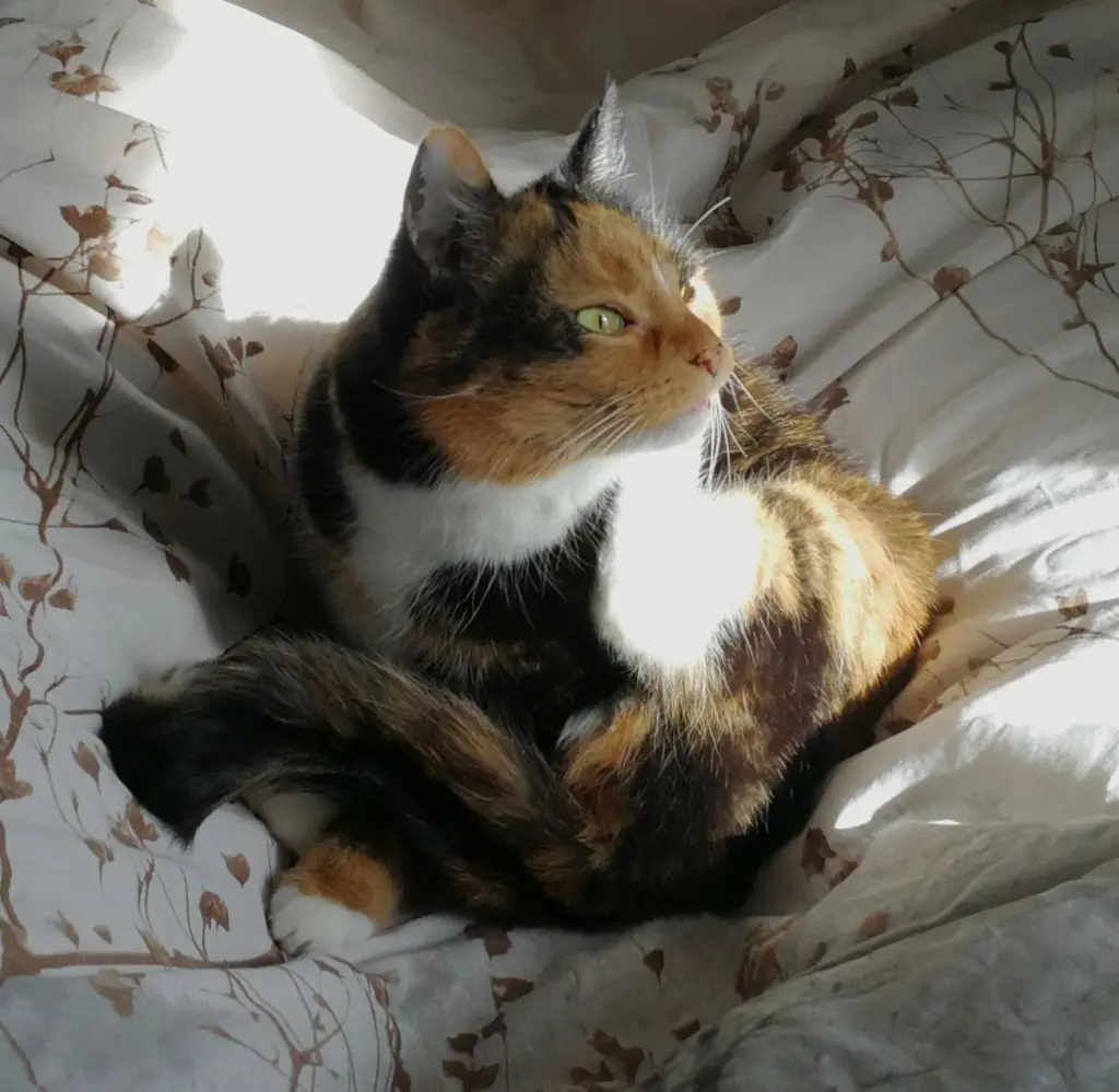 Image from Tipsy