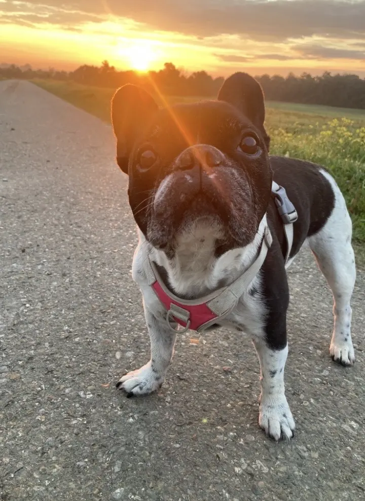Image from Bailey