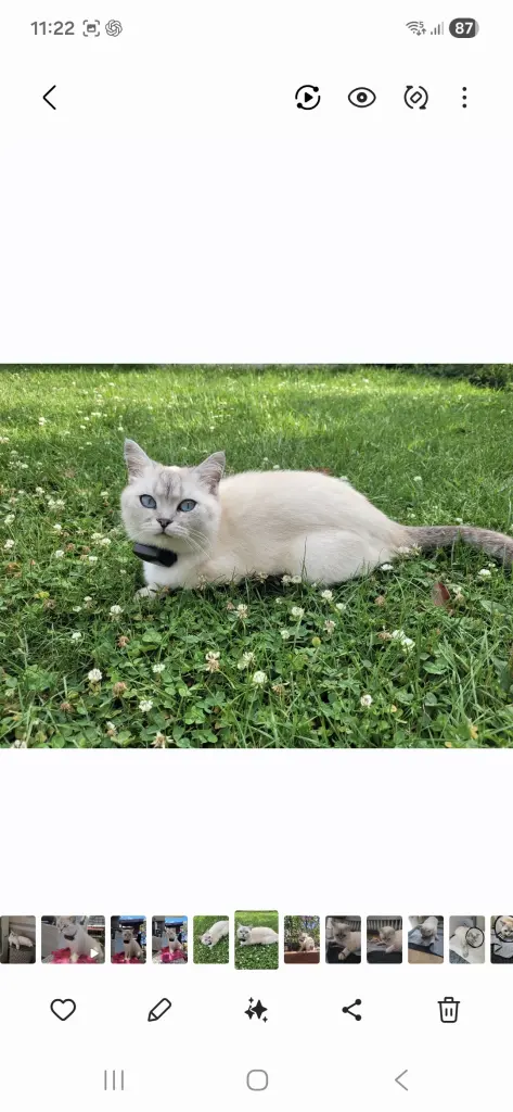 Seelenkater
