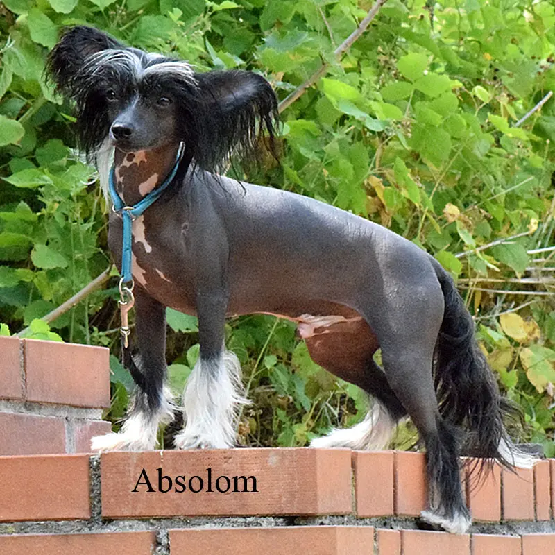 Image from Absolom