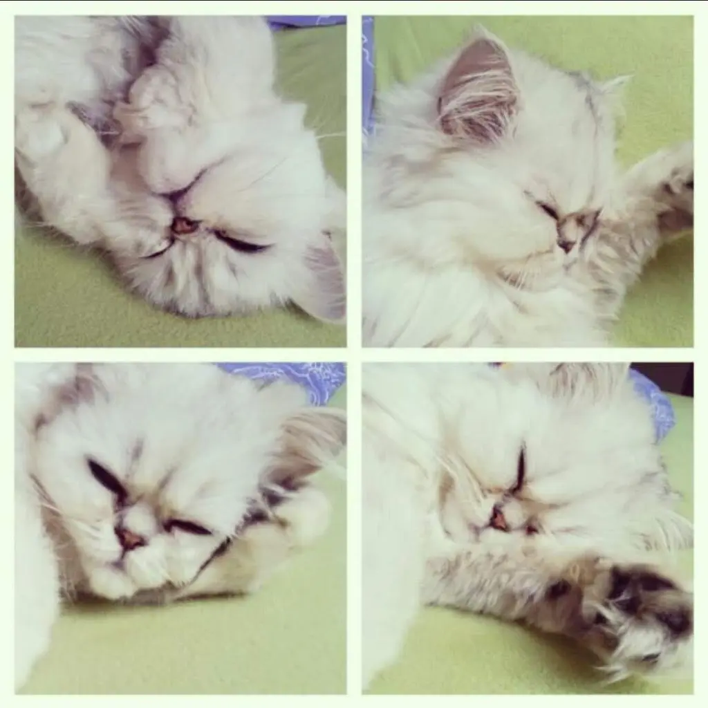 Image from Coco