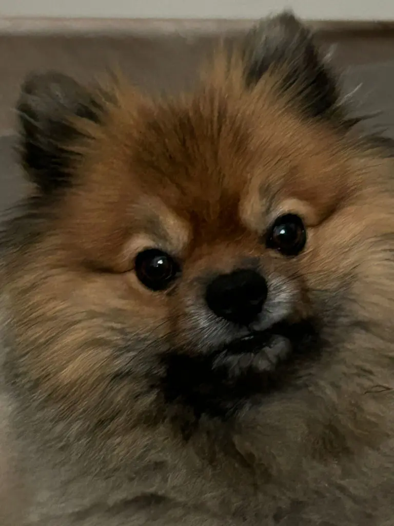 Image from Gizmo