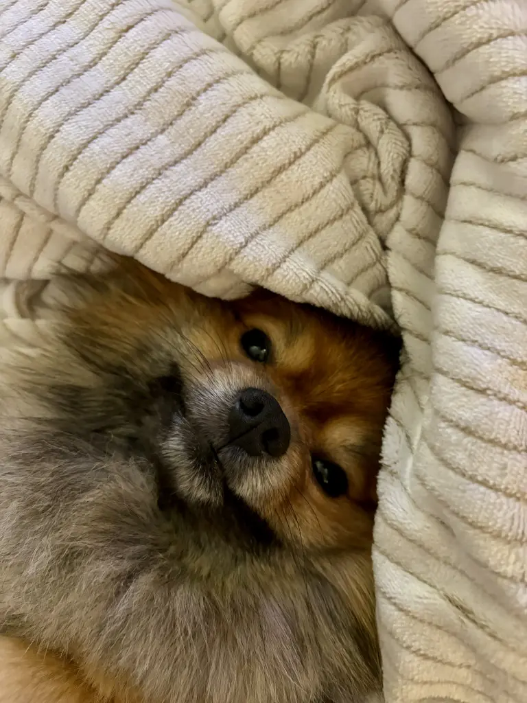 Image from Gizmo