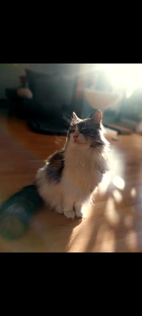 Bild von Balu