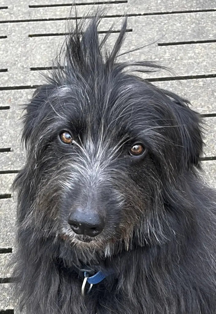 Andachtsbild von Pedro