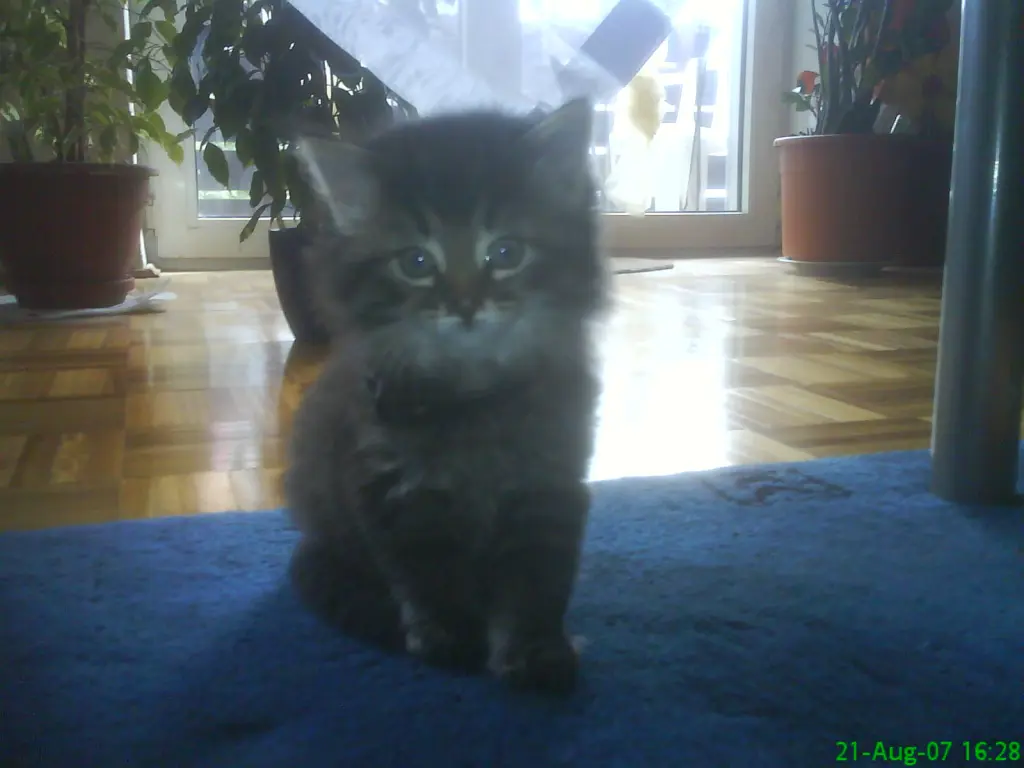 Bild von Tinka