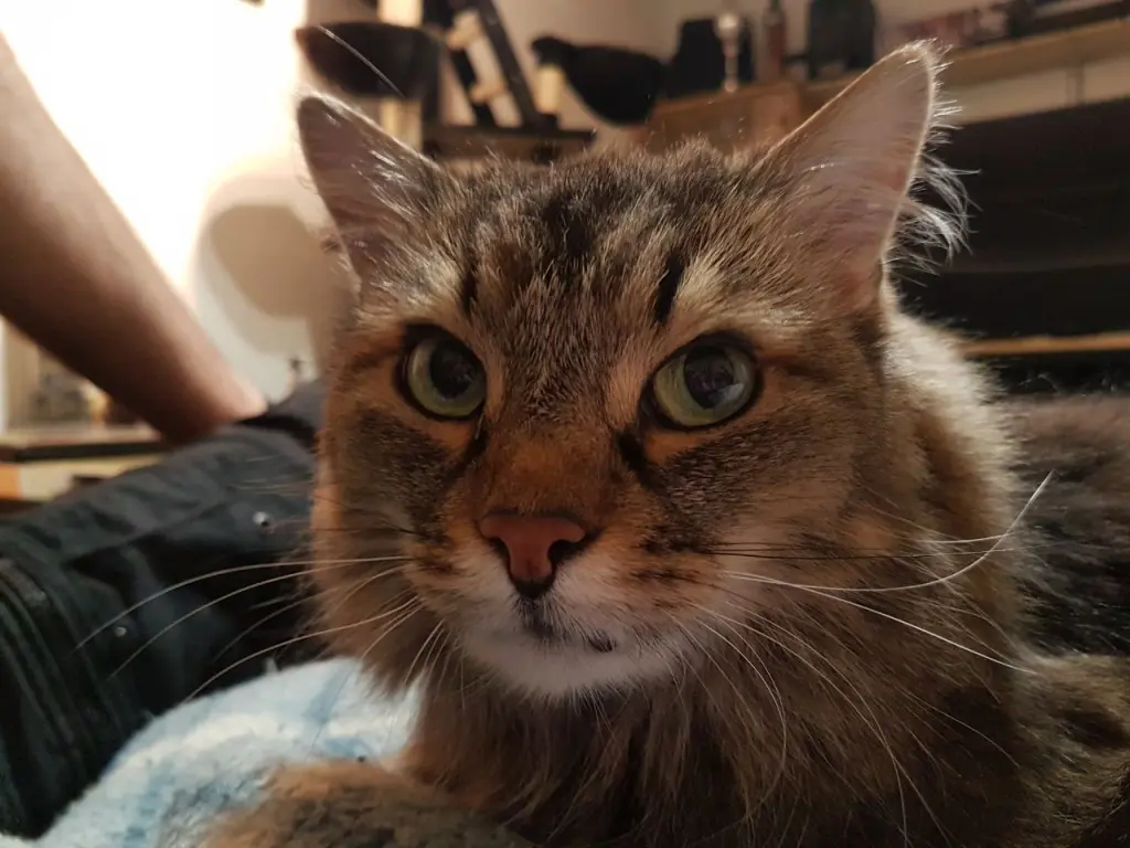 Bild von Tinka