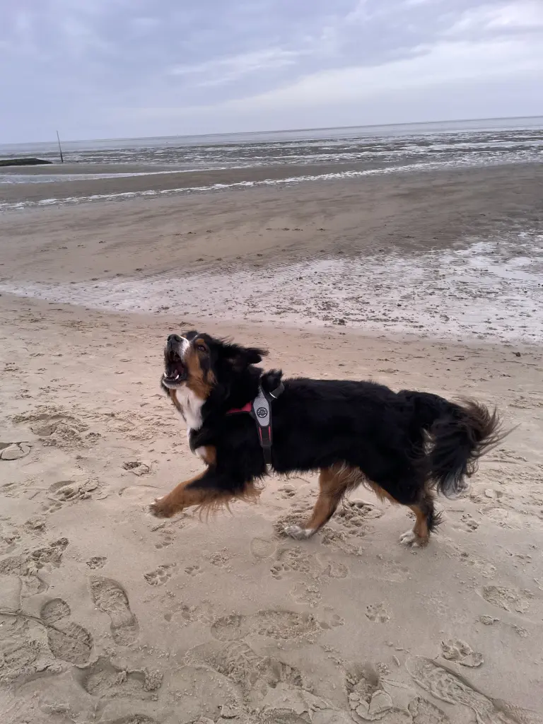 Image from Lilla