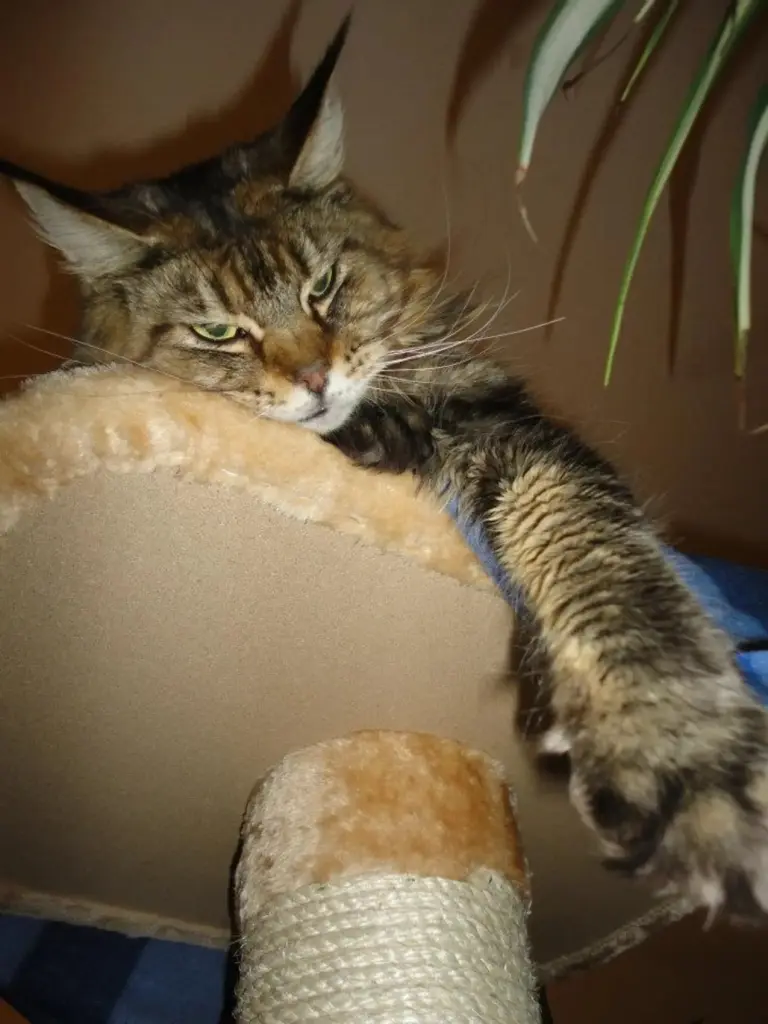 Image from Odie