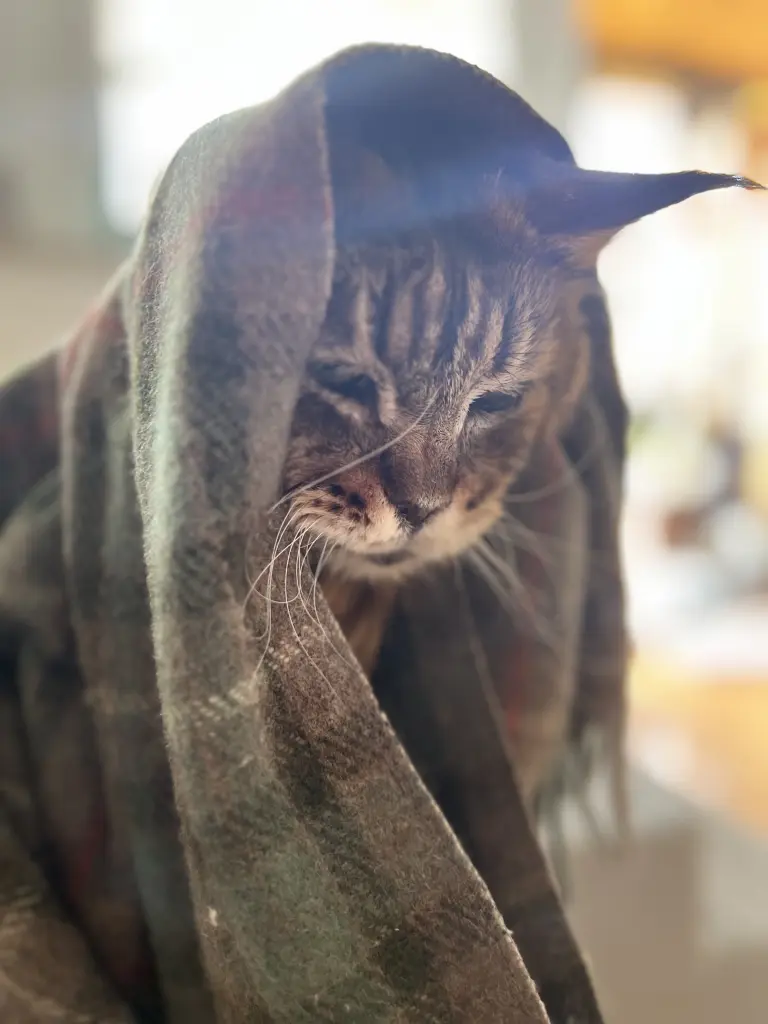 Image from Odie