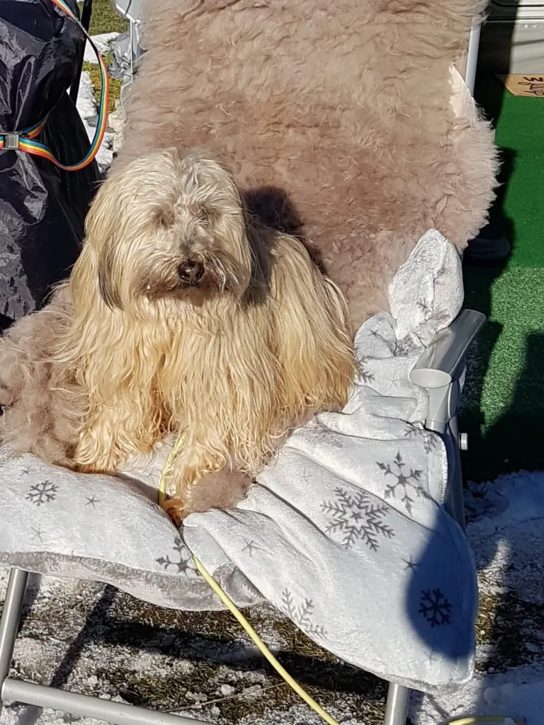 Bild von Tashi