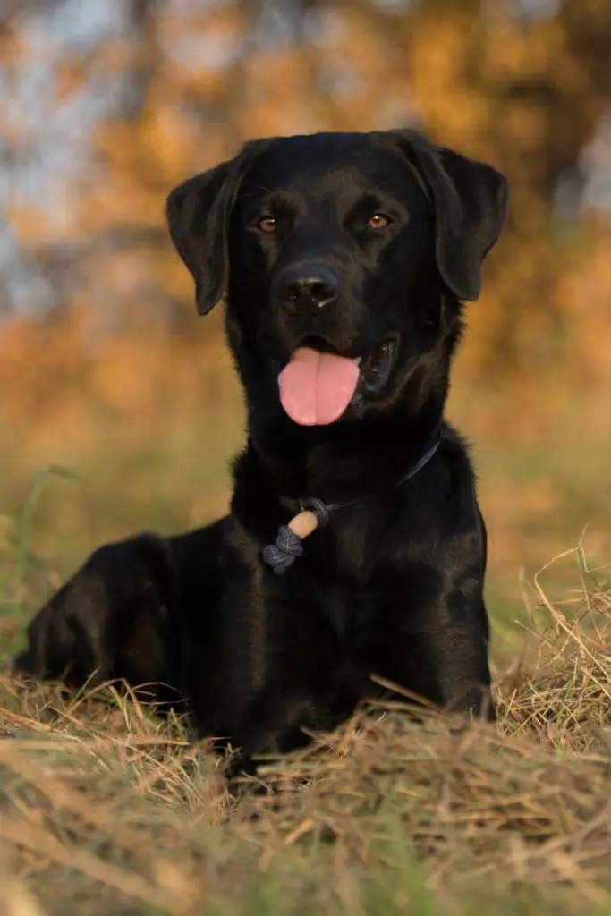 Bild von CJ (Clyde Junior)