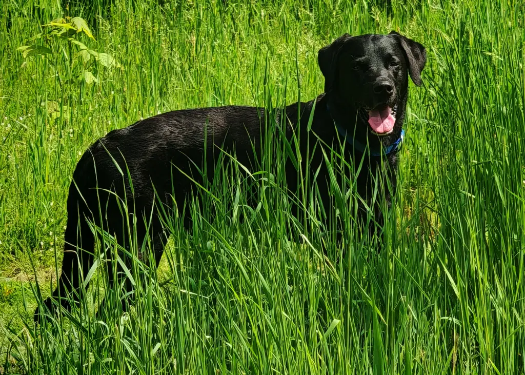 Bild von CJ (Clyde Junior)