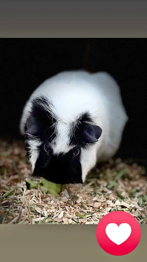 Bild von Mimi