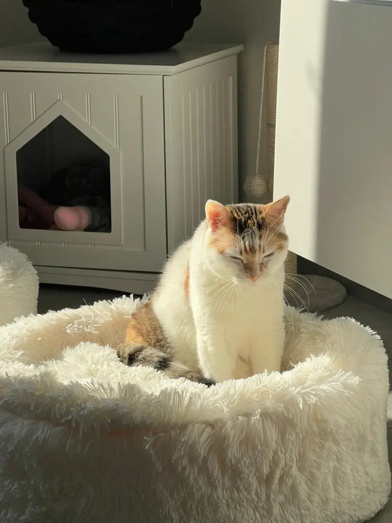 Image from Kitty