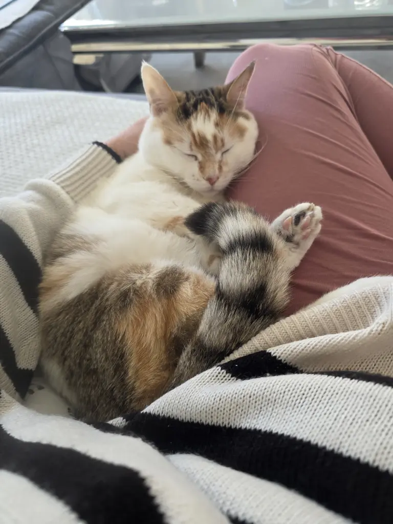 Image from Kitty
