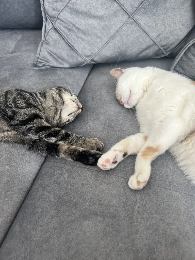 Image from Kitty