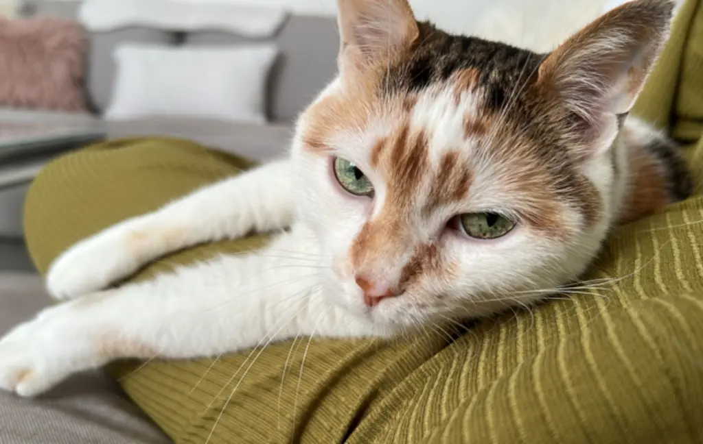 Image from Kitty