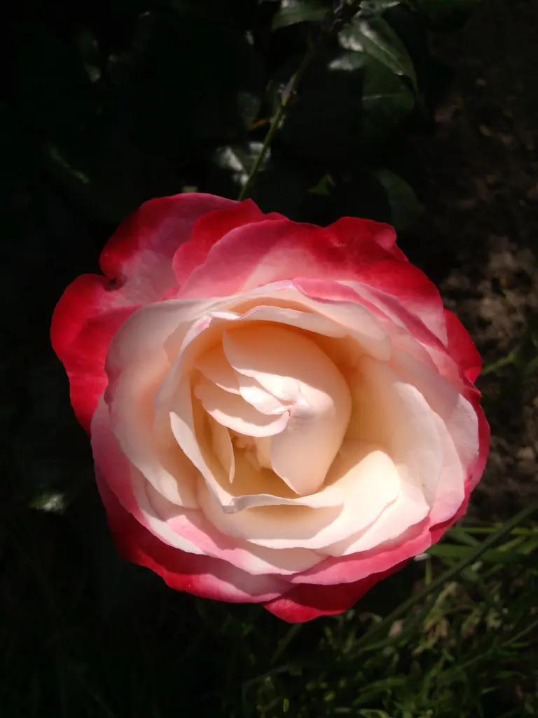 Condolence image of Katja