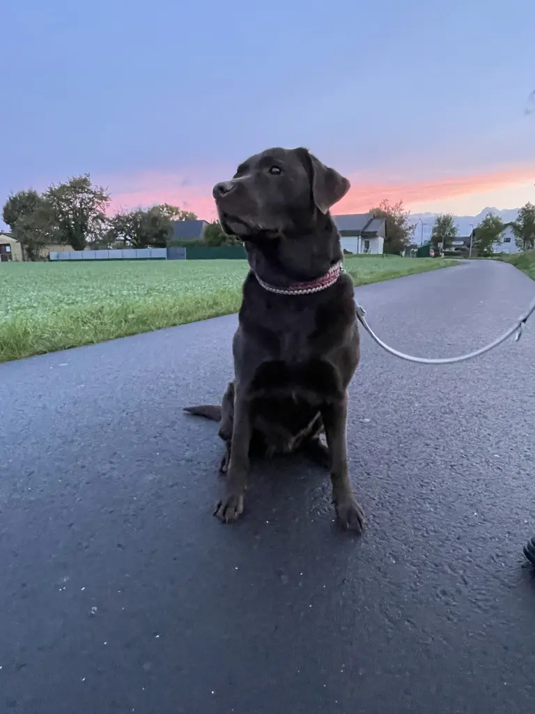 Der beste Hund der Welt
