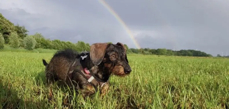 Condolence image of Maite mit Coco tief im Herzen 🐾💔