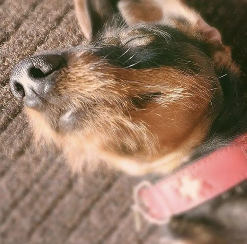 Image from Coco