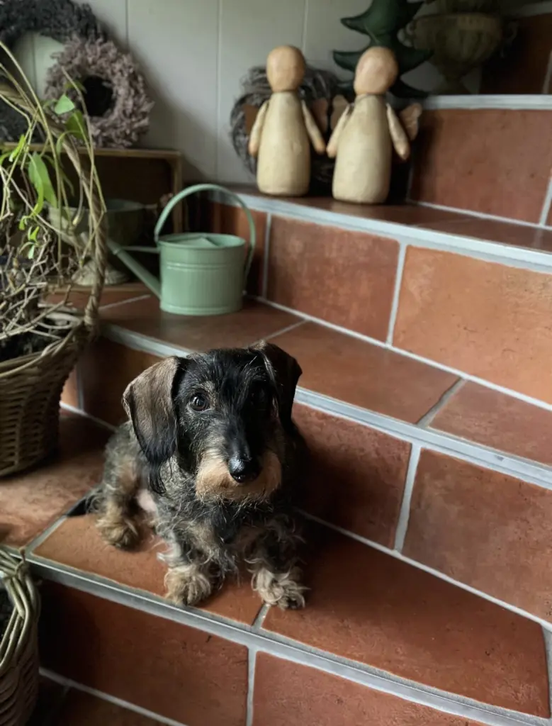 Image from Coco