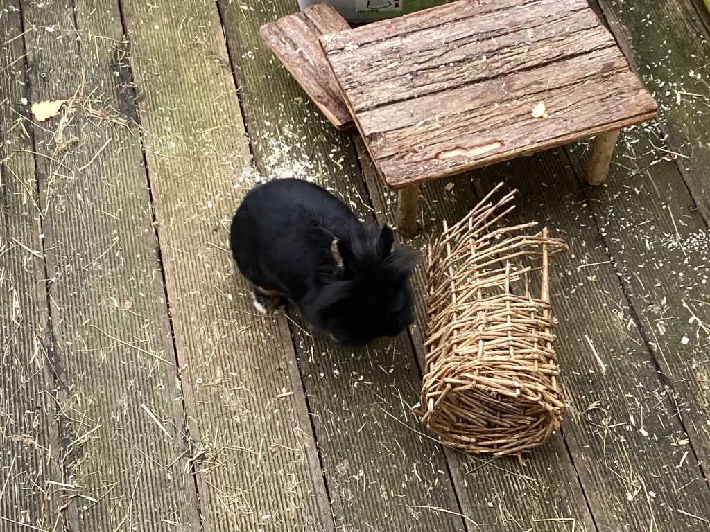 Blacky auf der Terrasse