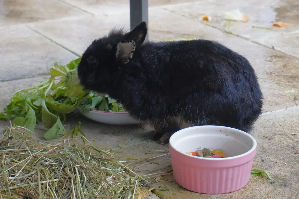 Blackys Lieblingsbeschäftigung-
Salat und Broccoli futtern