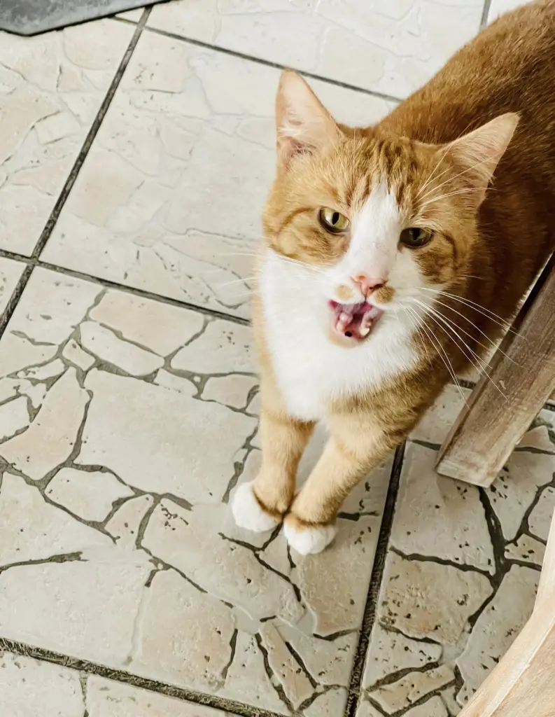 Image from Garfield