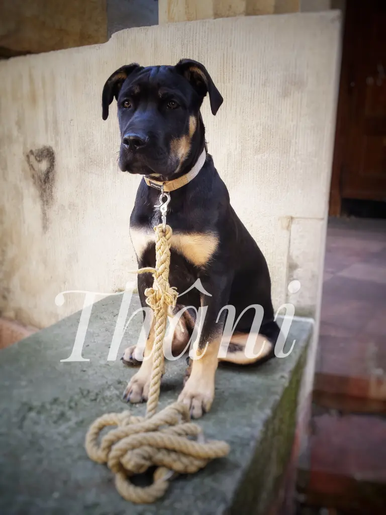 Image from Thâni