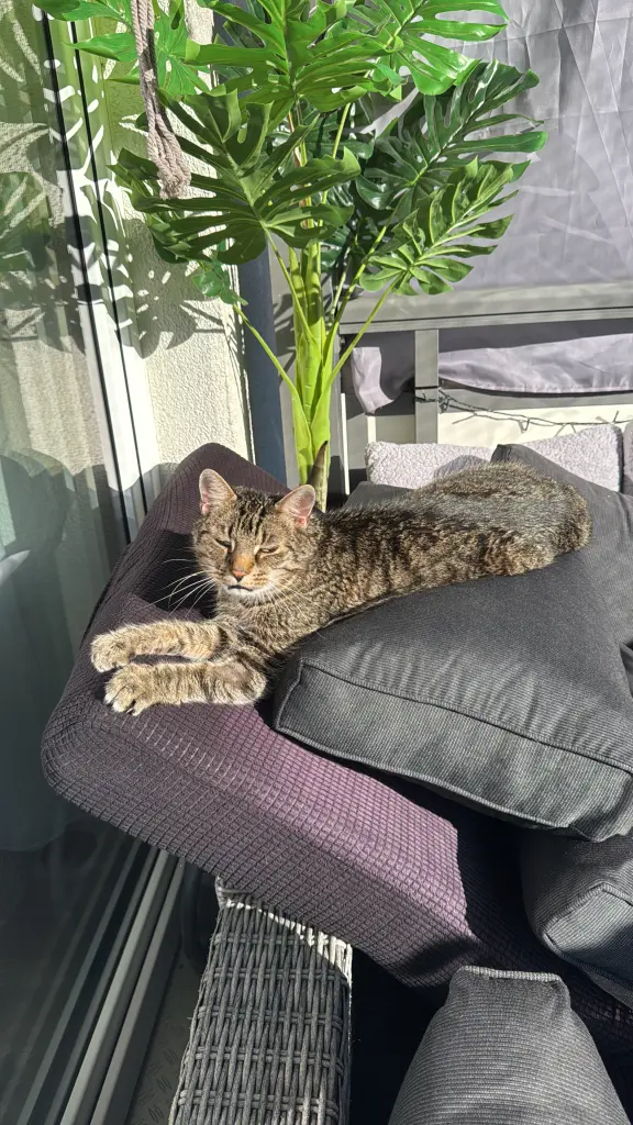 Bild von Balu