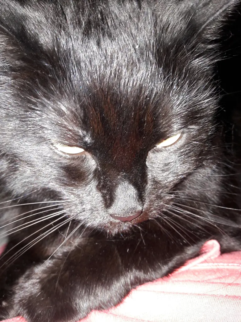 Bild von Maja
