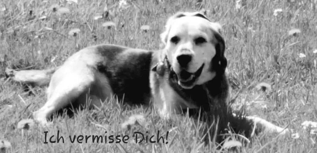 Bild von Janosch