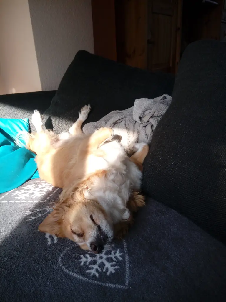 Kuschelhund ❤️