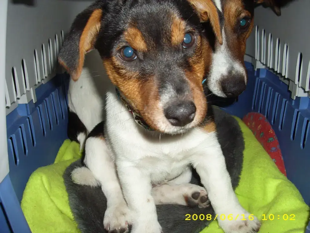 Bild von Anton
