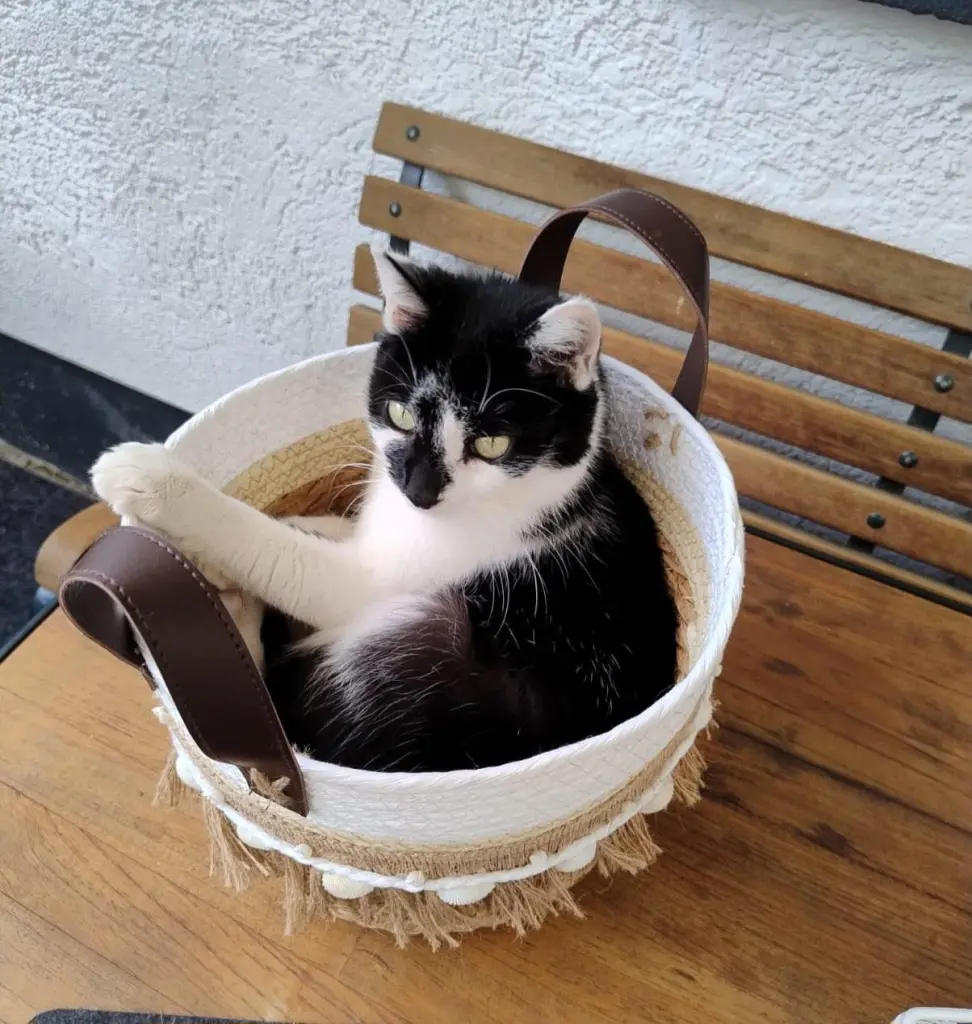 Bild von Vienetta