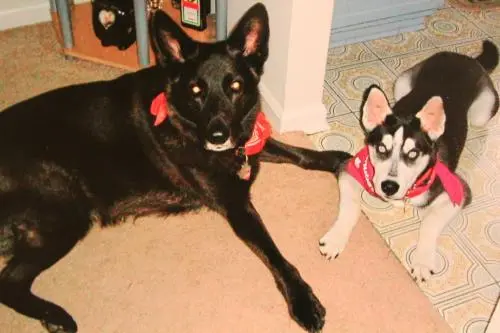 Image from Acy und Shadow