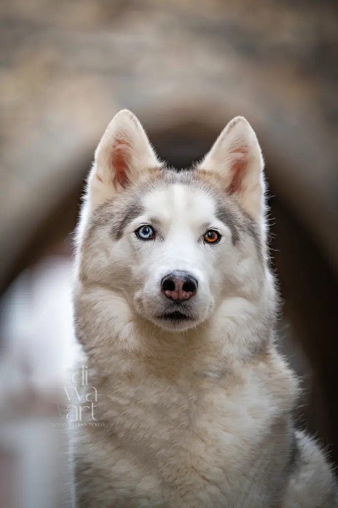 Image from Wotan
