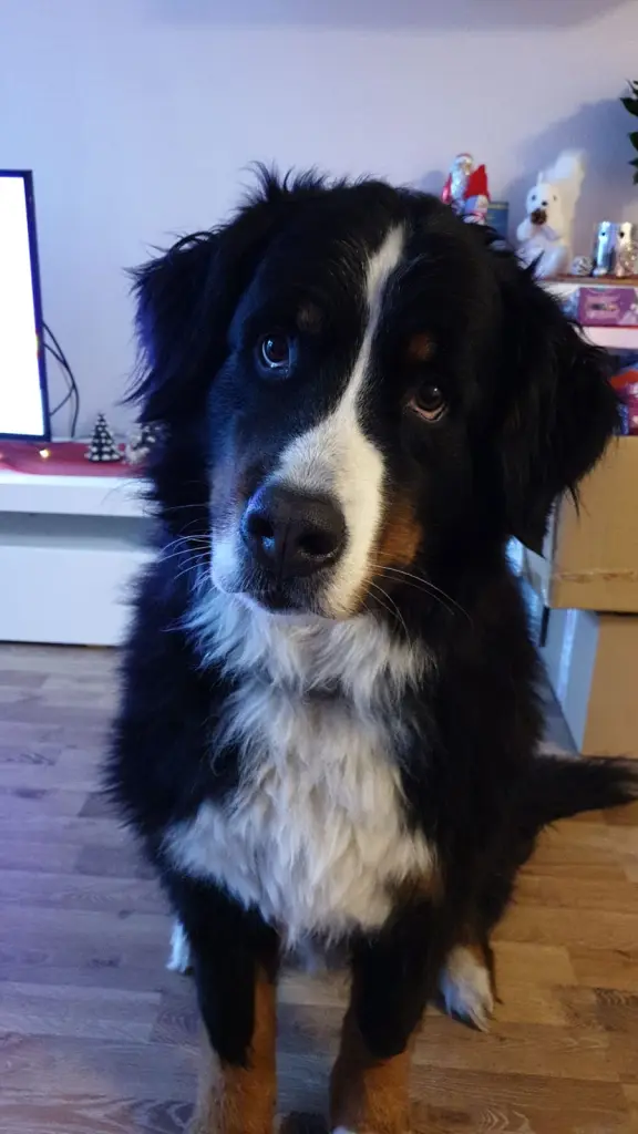 Bild von Apollo