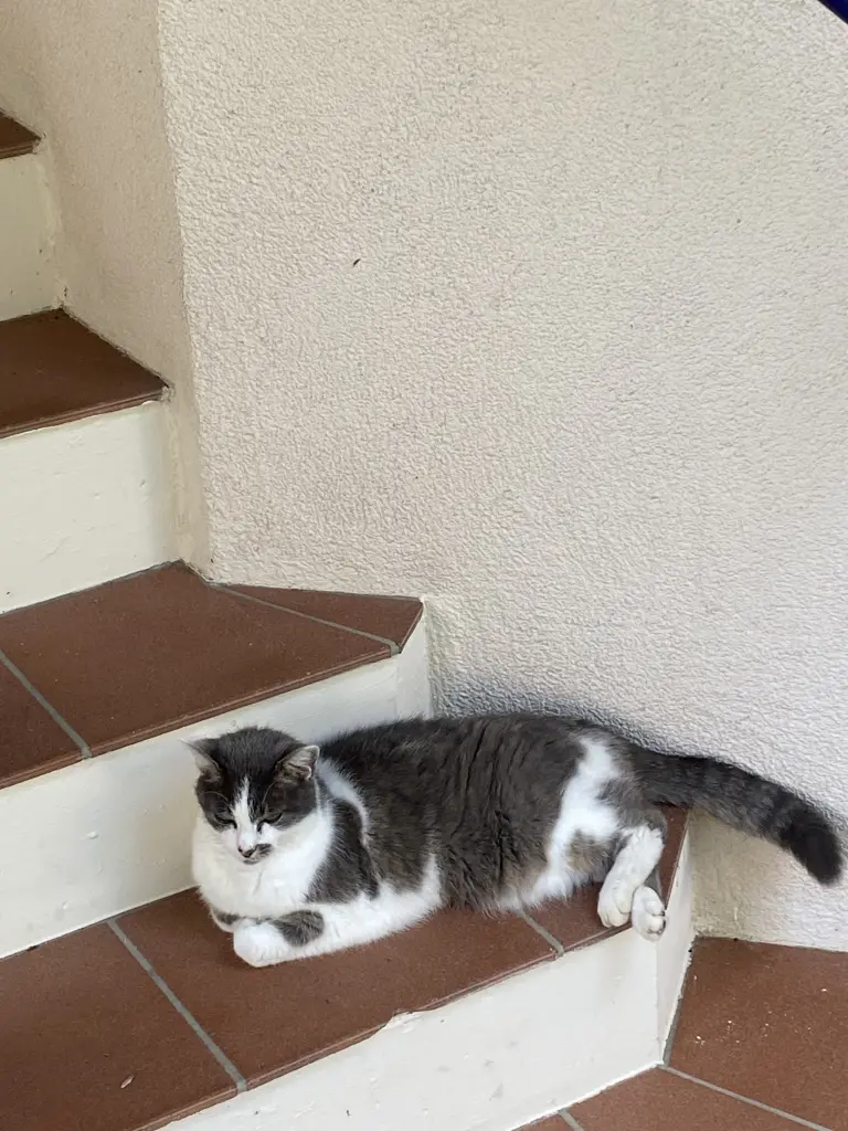 Daphne - hot day - relaxed on cool steps