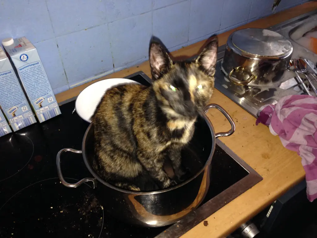Image from Julchen