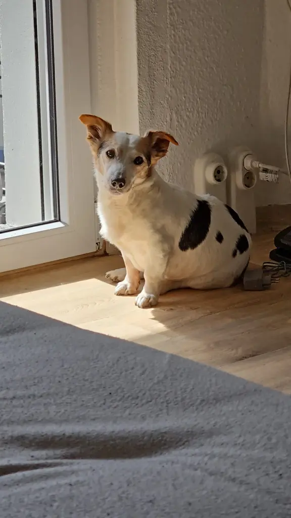 Immer gewartet damit ihm jemand die Tür zum Balkon aufmacht
